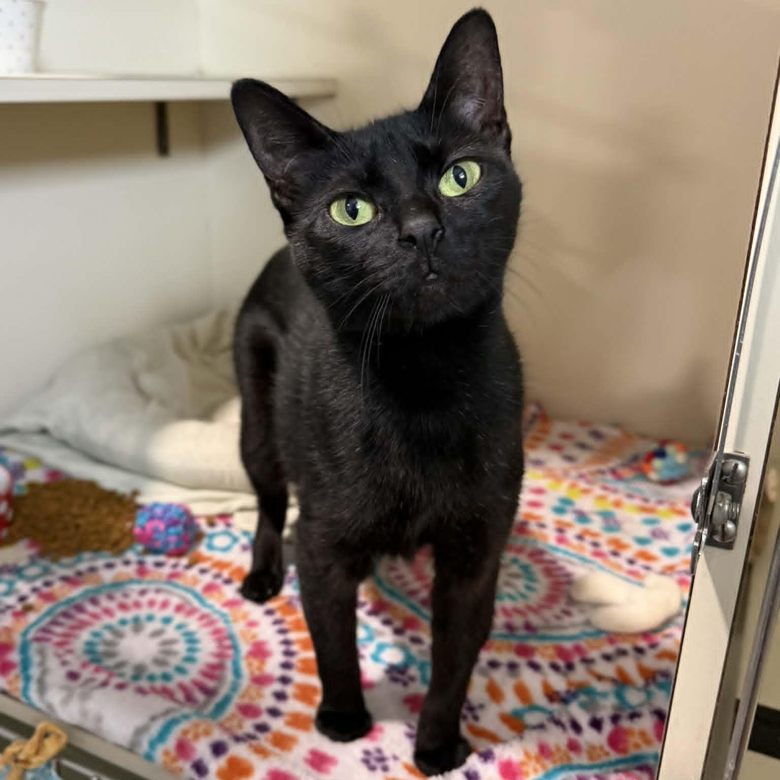 Cadillac, ADOPTABLE, Young Female Domestic Short Hair.