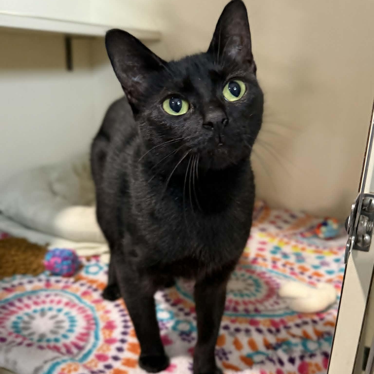 Enlarge Cadillac, a ADOPTABLE mixed breed in Penn Yan, NY image 2/3