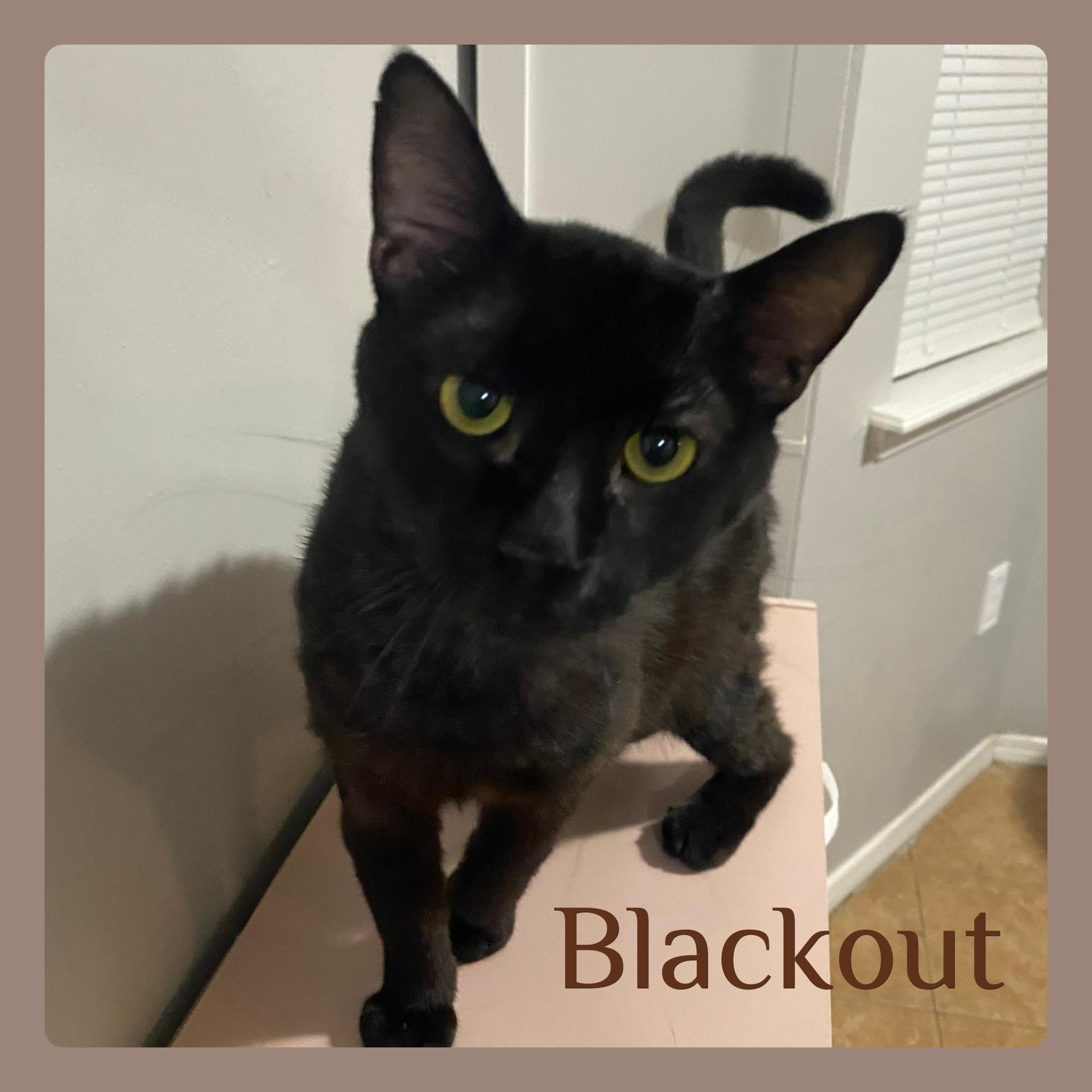 BLACKOUT, ADOPTABLE, Young Male Tabby.