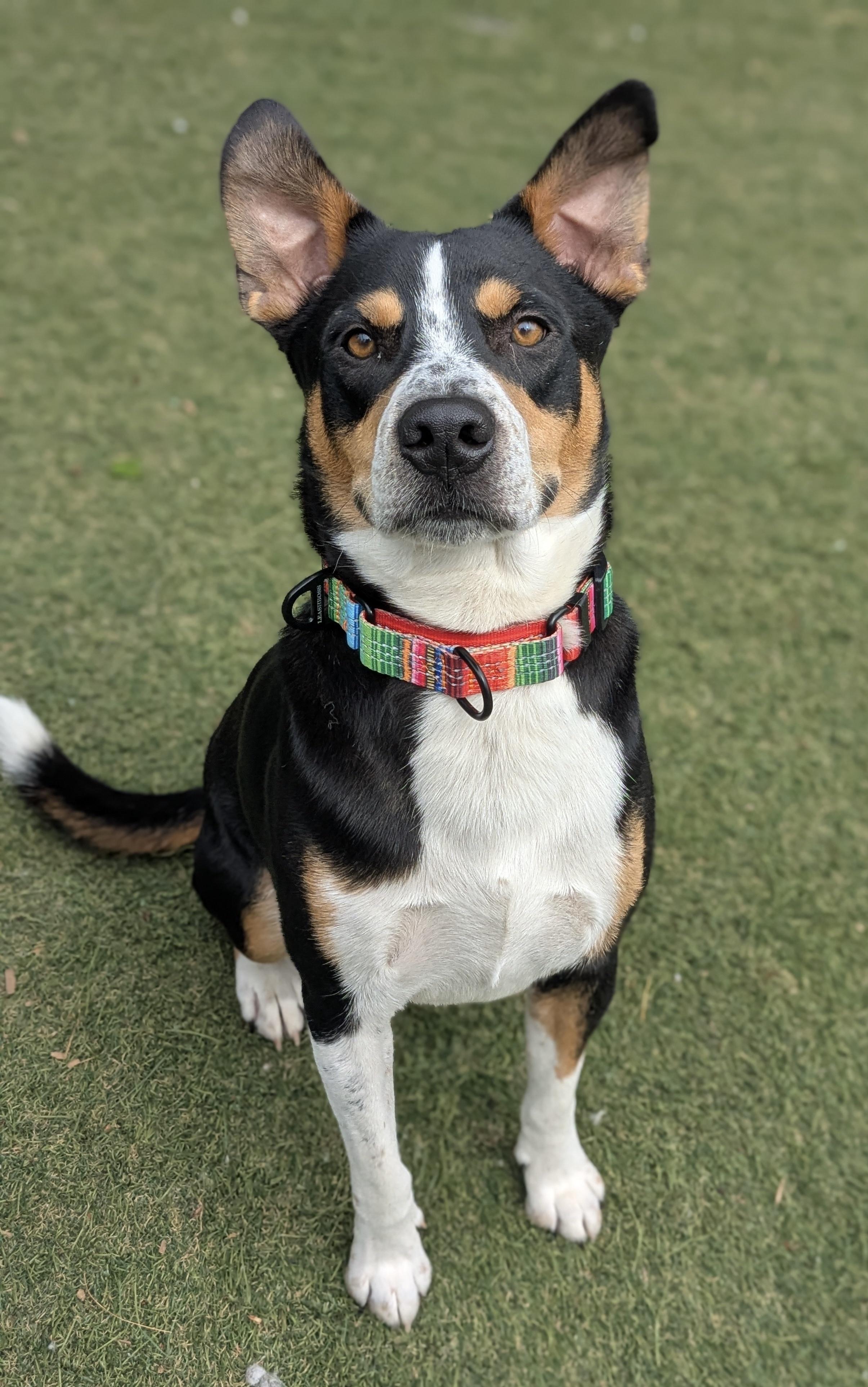 Dallas, an adopted mixed breed in Sudbury, MA image 4/4