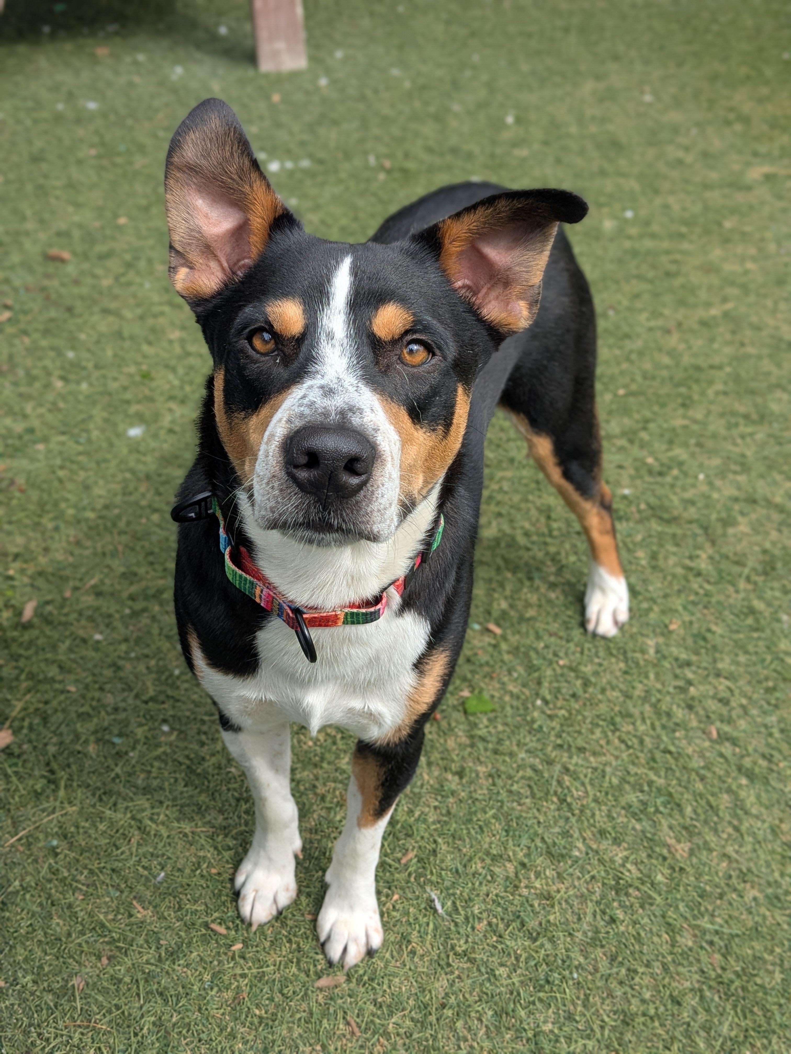 Dallas, an adopted mixed breed in Sudbury, MA image 1/4