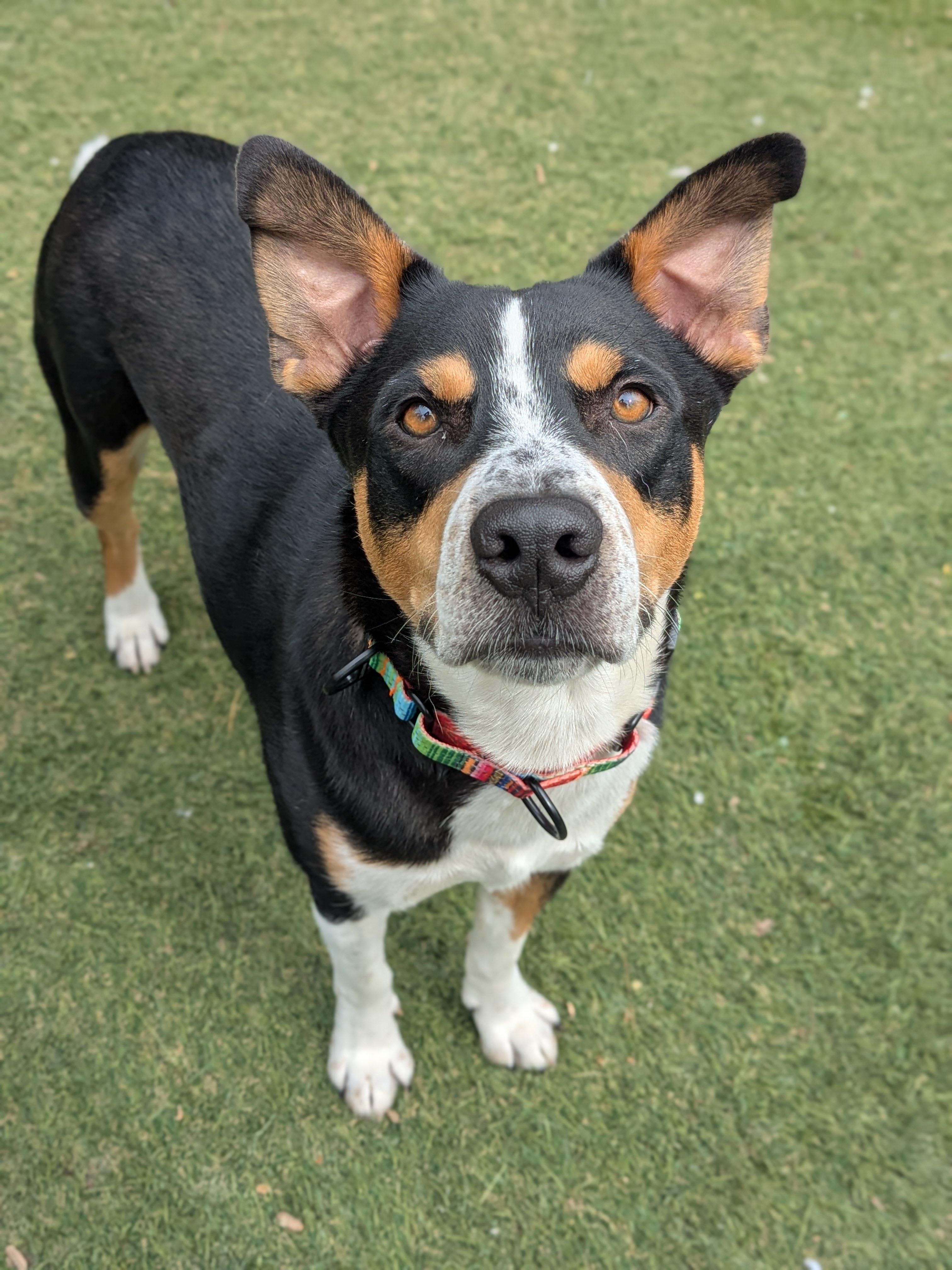 Dallas, an adopted mixed breed in Sudbury, MA image 3/4