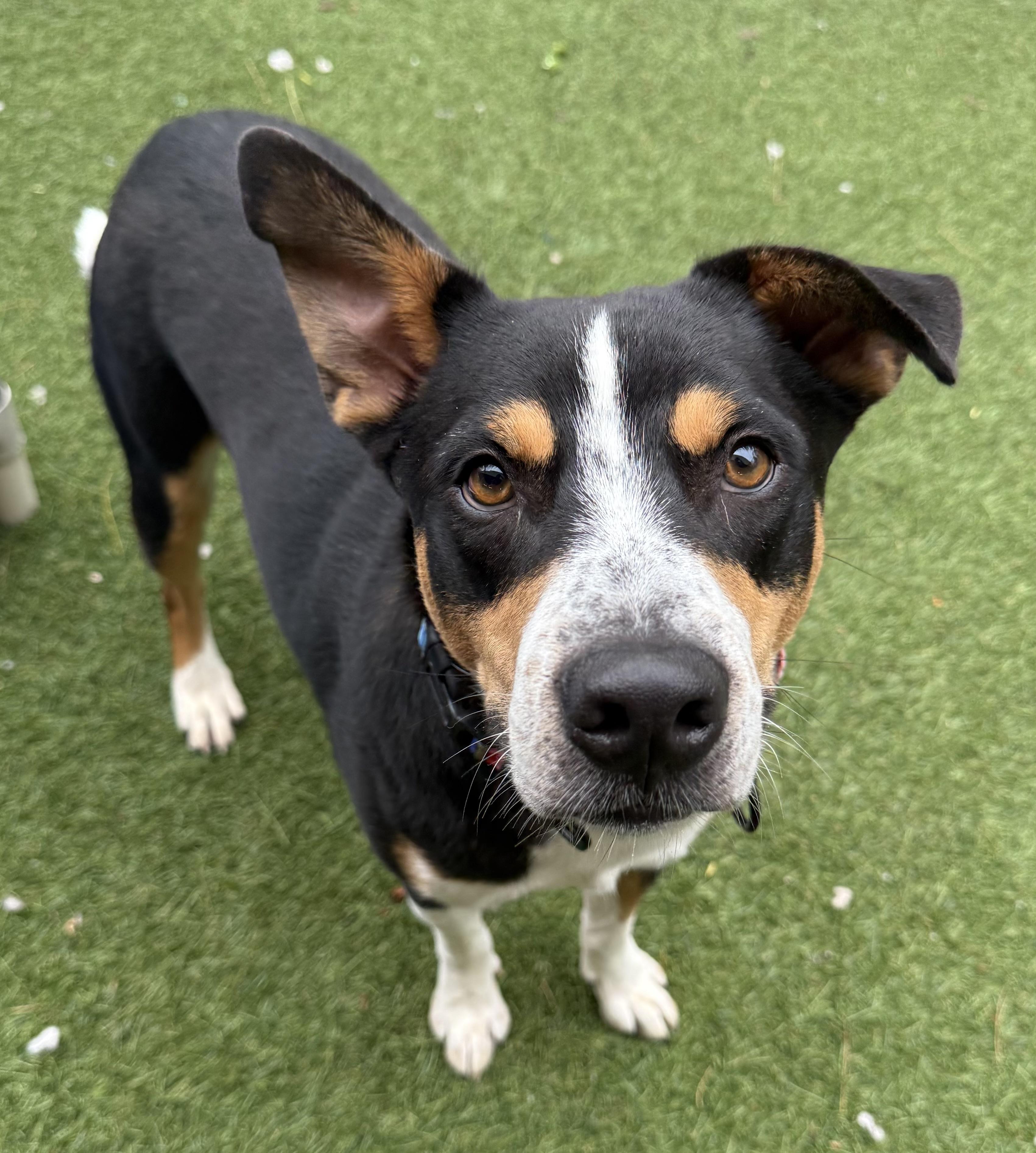 Dallas, an adopted mixed breed in Sudbury, MA image 2/4
