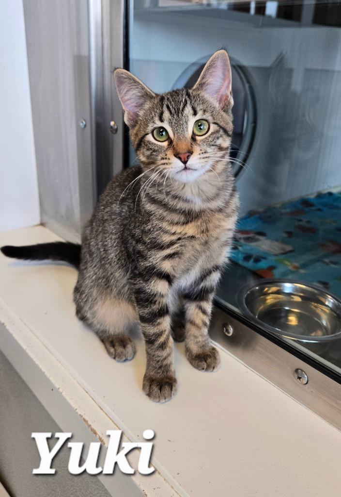 Yuki, Adoptable, Kitten Female Domestic Short Hair.