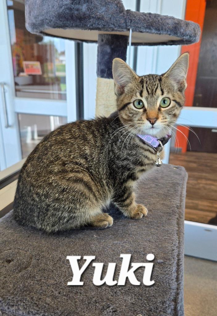 Enlarge Yuki, a Adoptable mixed breed in Sidney, OH image 2/4