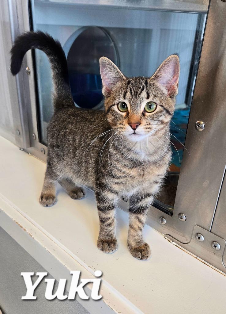 Enlarge Yuki, a Adoptable mixed breed in Sidney, OH image 3/4