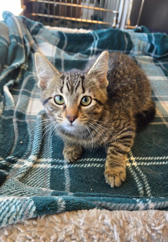 Enlarge Yuki, a Adoptable mixed breed in Sidney, OH image 4/4