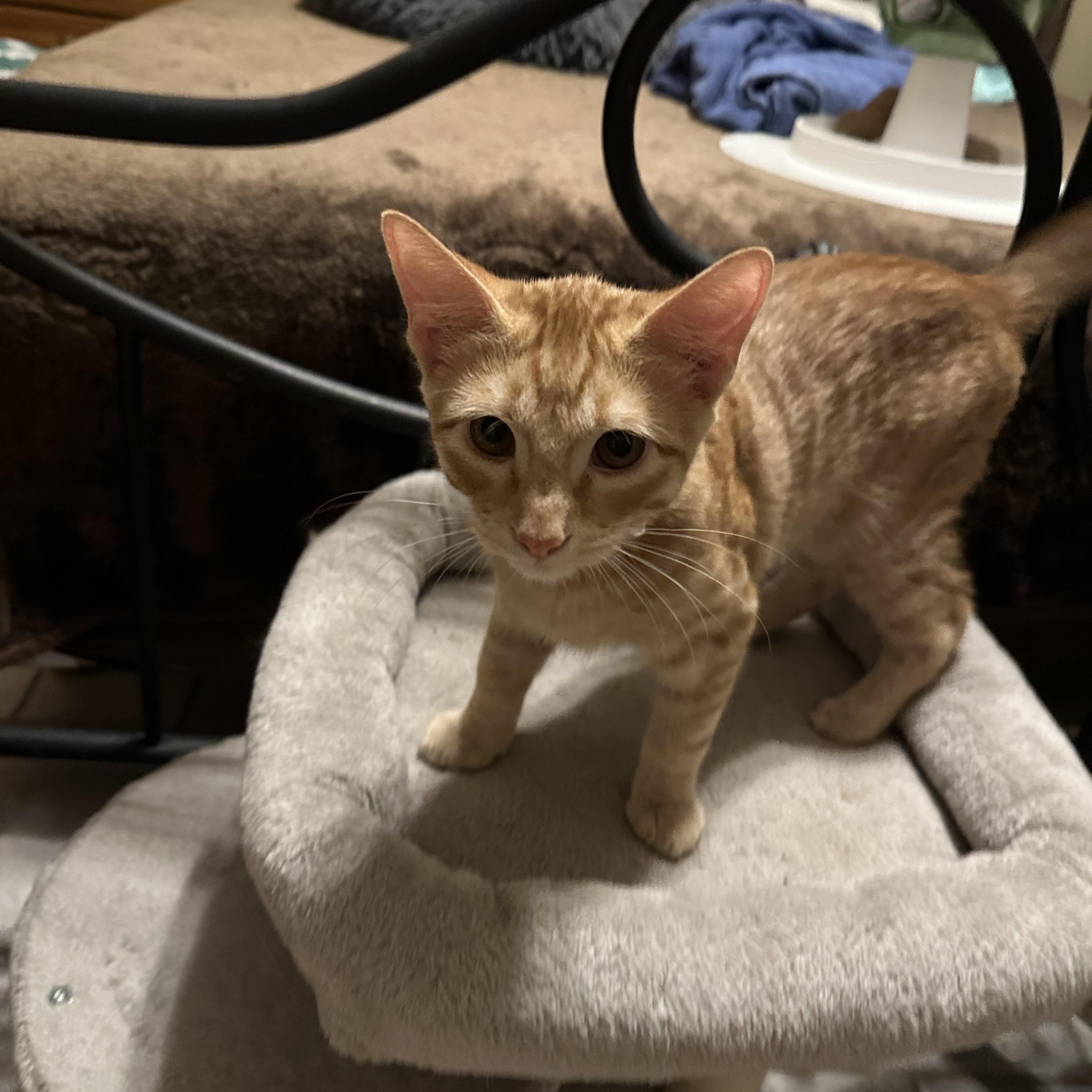 Enlarge Walter, a Adopted Domestic Short Hair in Tuttle, OK image 1/3