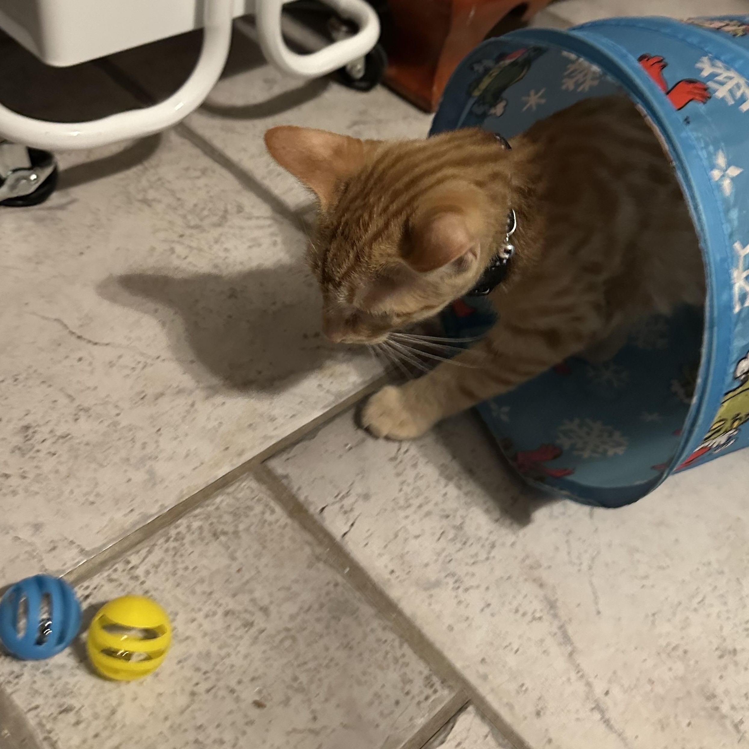 Enlarge Walter, a Adopted Domestic Short Hair in Tuttle, OK image 2/3