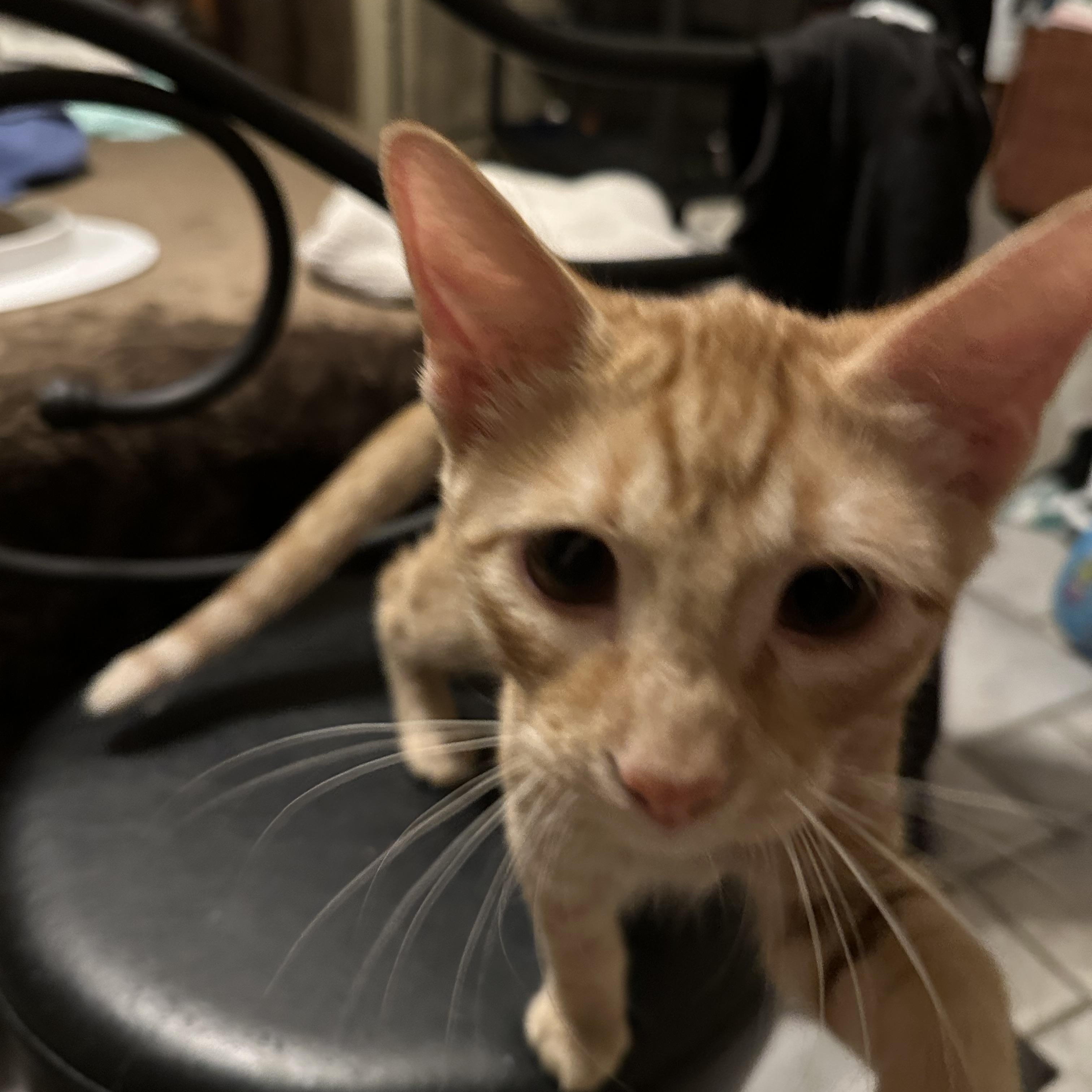 Enlarge Walter, a Adopted Domestic Short Hair in Tuttle, OK image 3/3