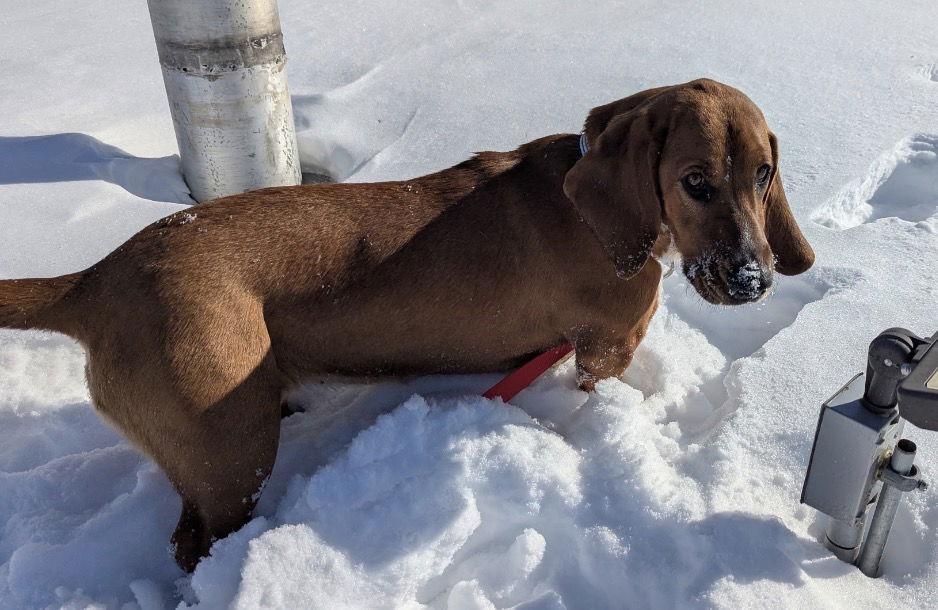 Blossom, Adoptable, Adult Female Basset Hound.