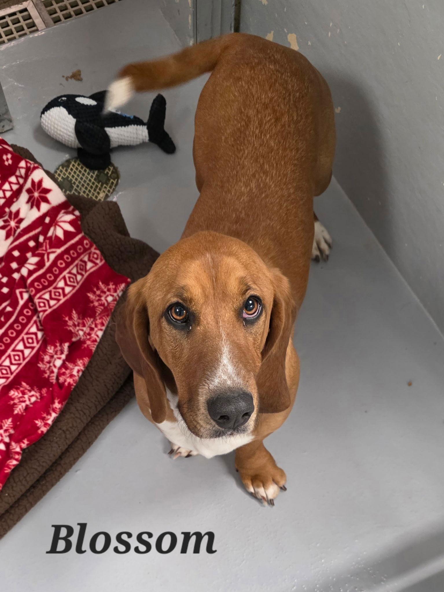 Enlarge Blossom, a Adoptable Basset Hound in Brookville, OH image 2/3