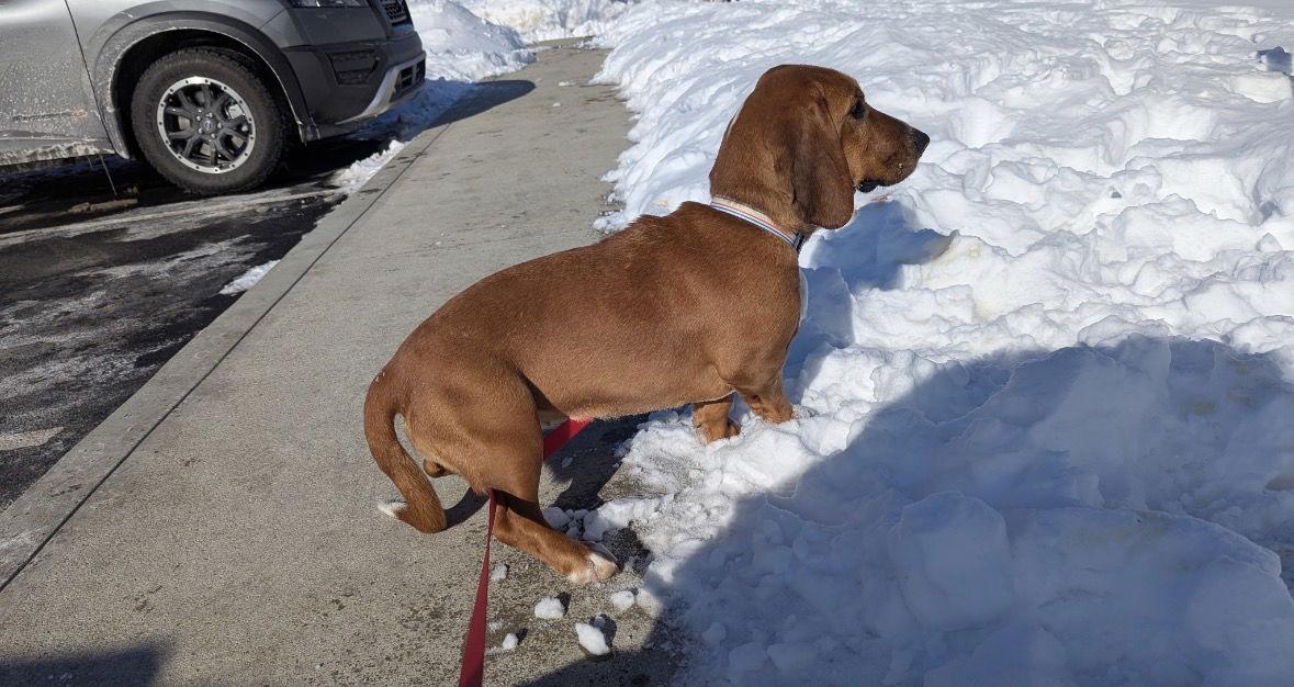 Enlarge Blossom, a Adoptable Basset Hound in Brookville, OH image 3/3