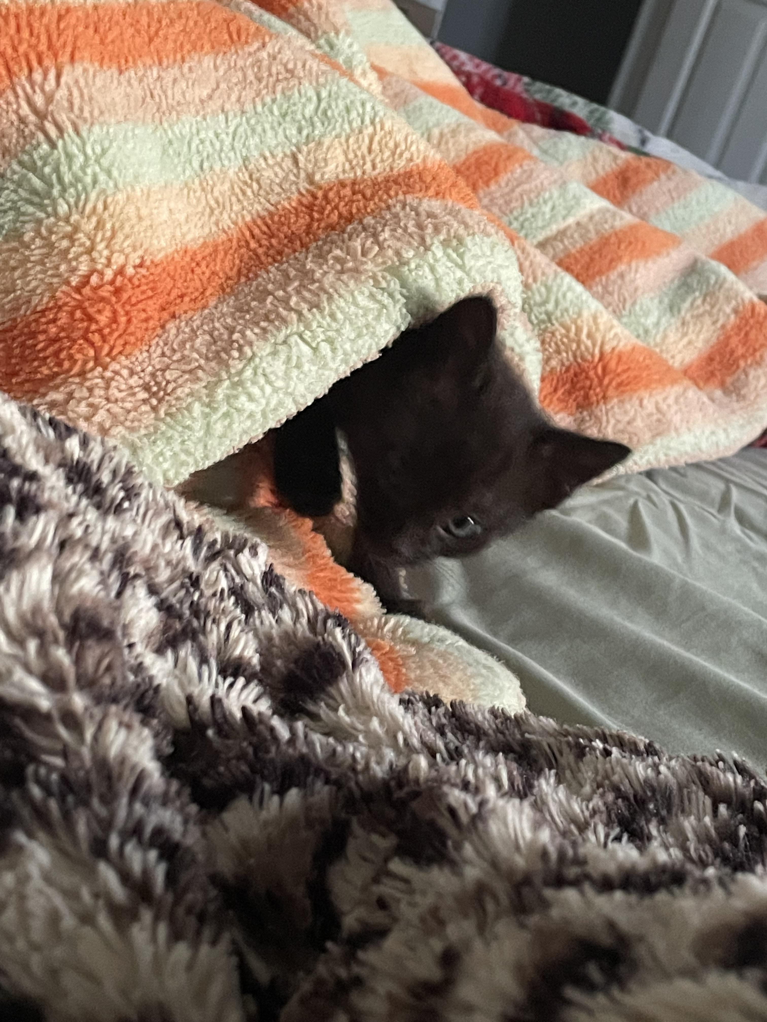Fluttershy, a Adoptable Domestic Short Hair in Fruit Heights, UT image 1/6