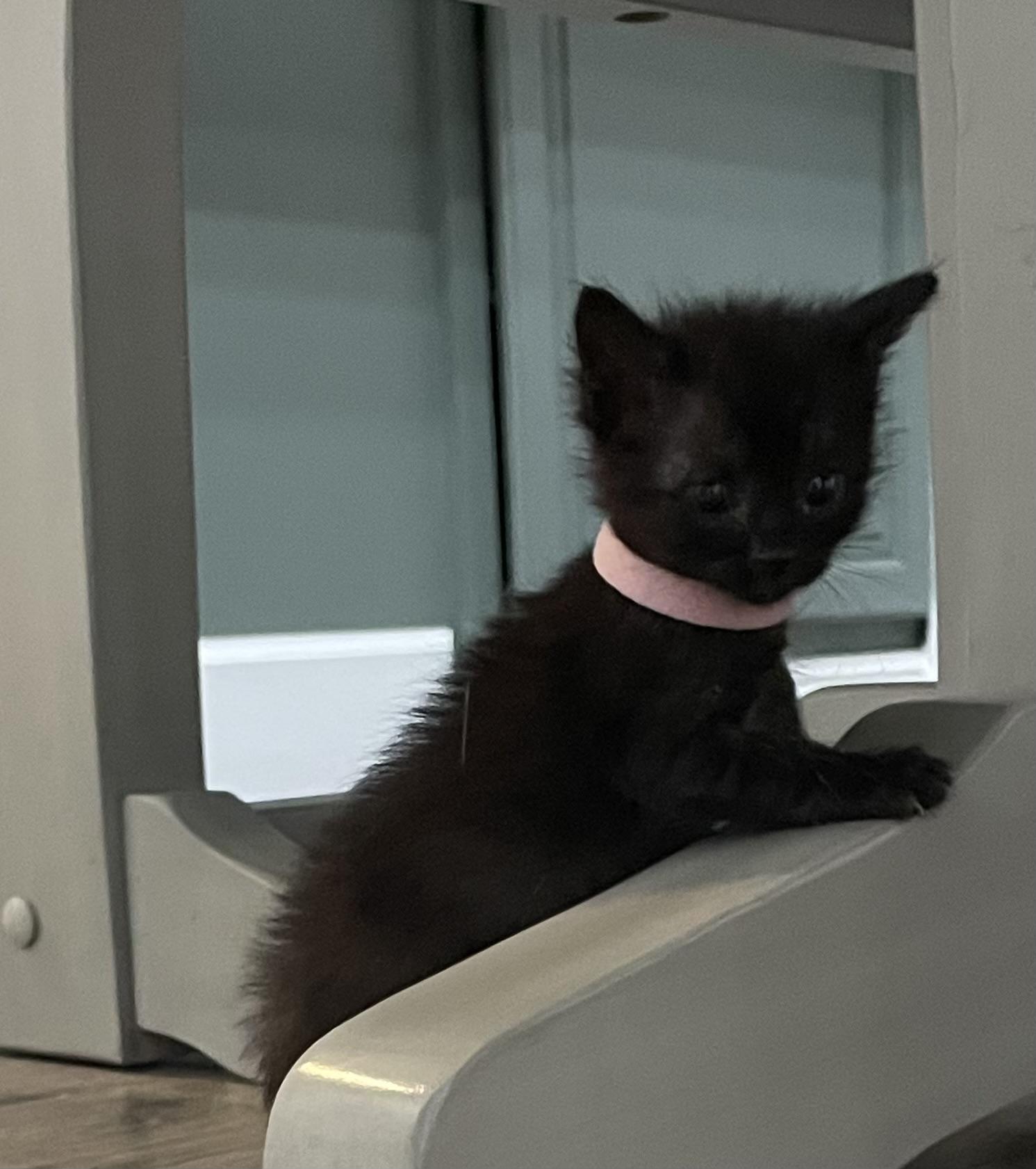 Fluttershy, a Adoptable Domestic Short Hair in Fruit Heights, UT image 2/6
