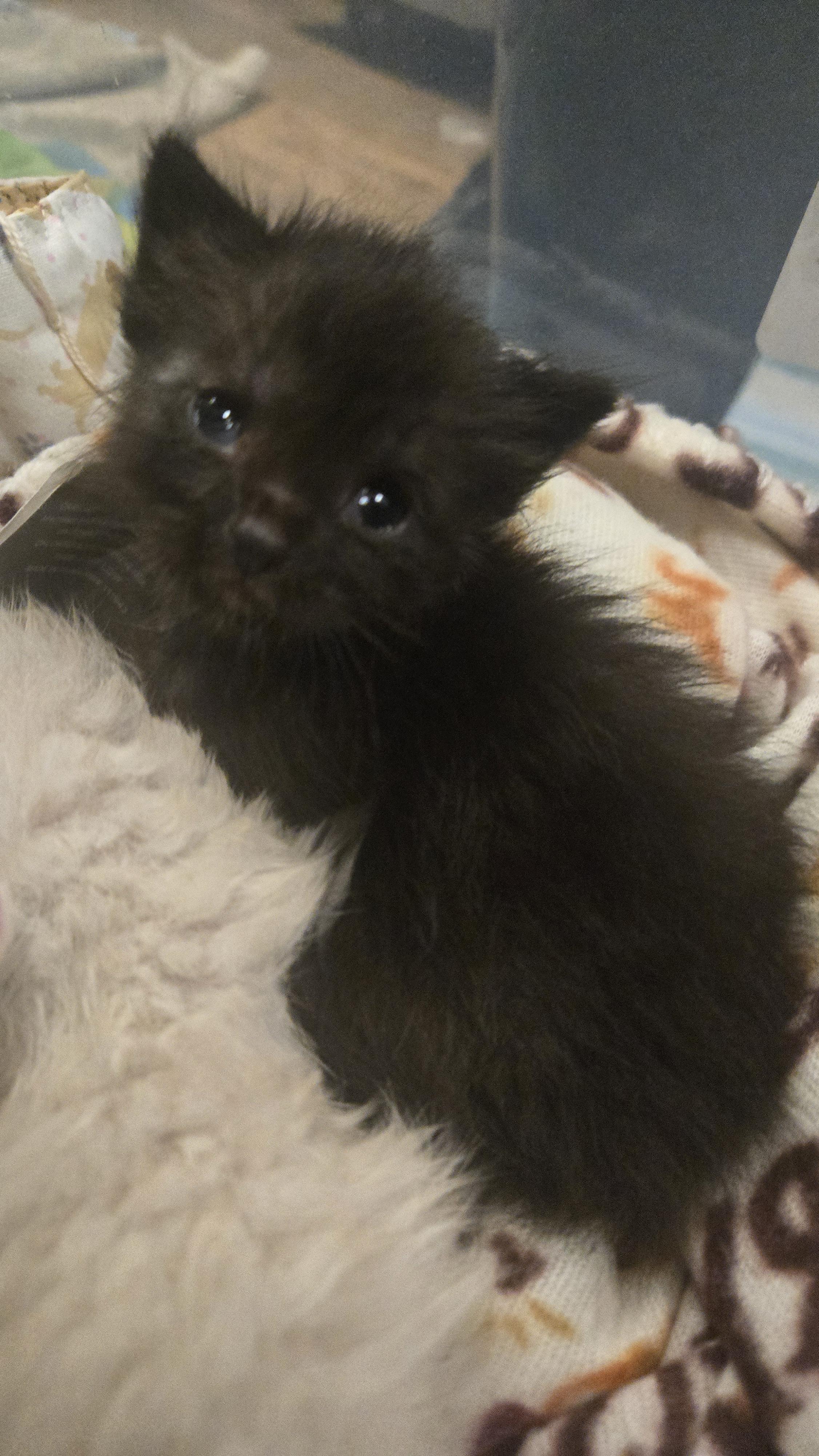 Fluttershy, a Adoptable Domestic Short Hair in Fruit Heights, UT image 4/6