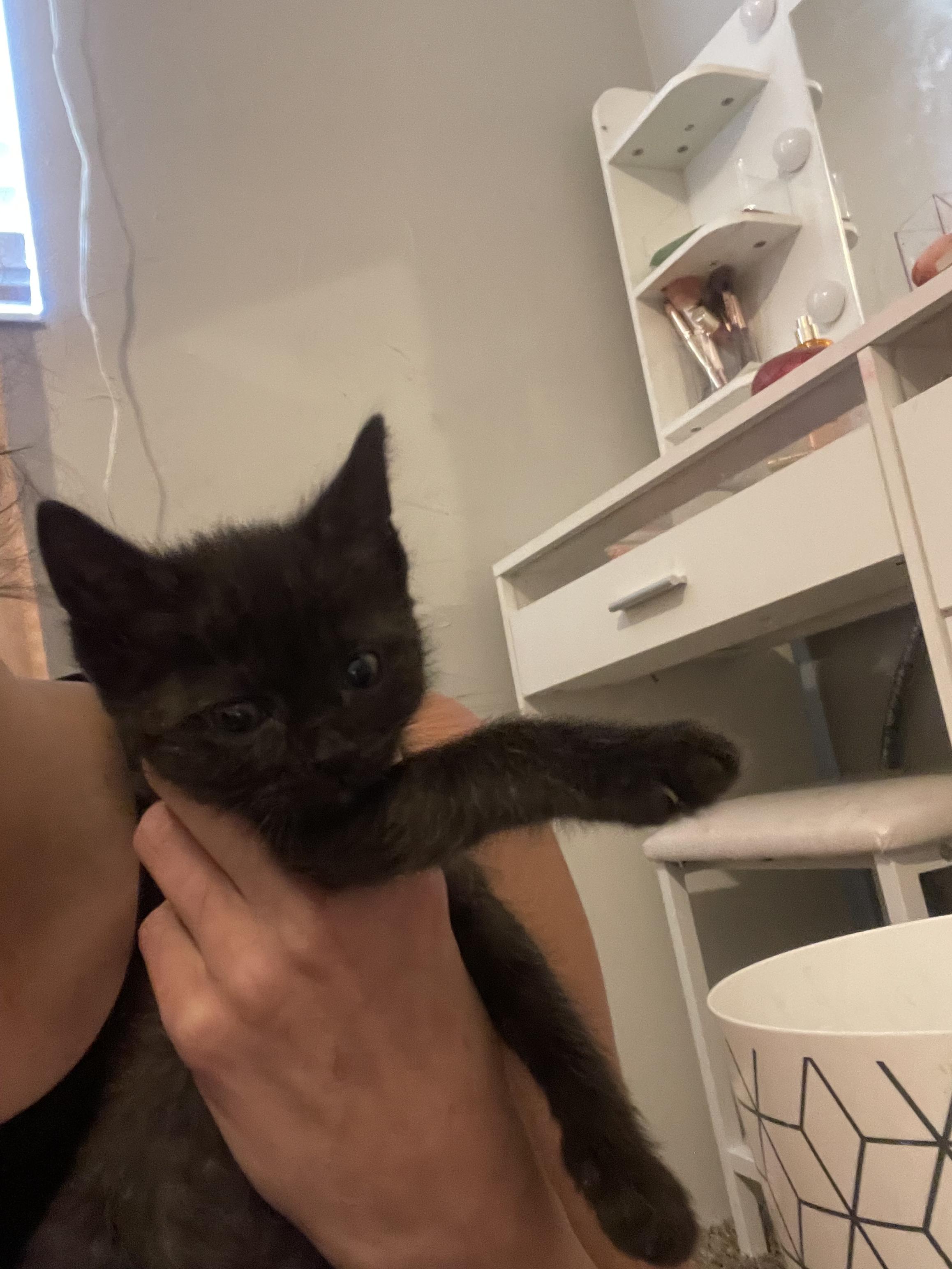 Fluttershy, a Adoptable Domestic Short Hair in Fruit Heights, UT image 6/6
