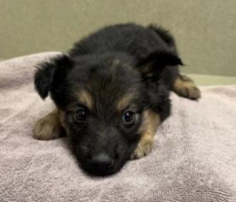 Adopt a puppy! Shelter is full - save a life! I'm Allie, an adopted Belgian Shepherd / Malinois & German Shepherd Dog Mix in Corona, CA_image-1