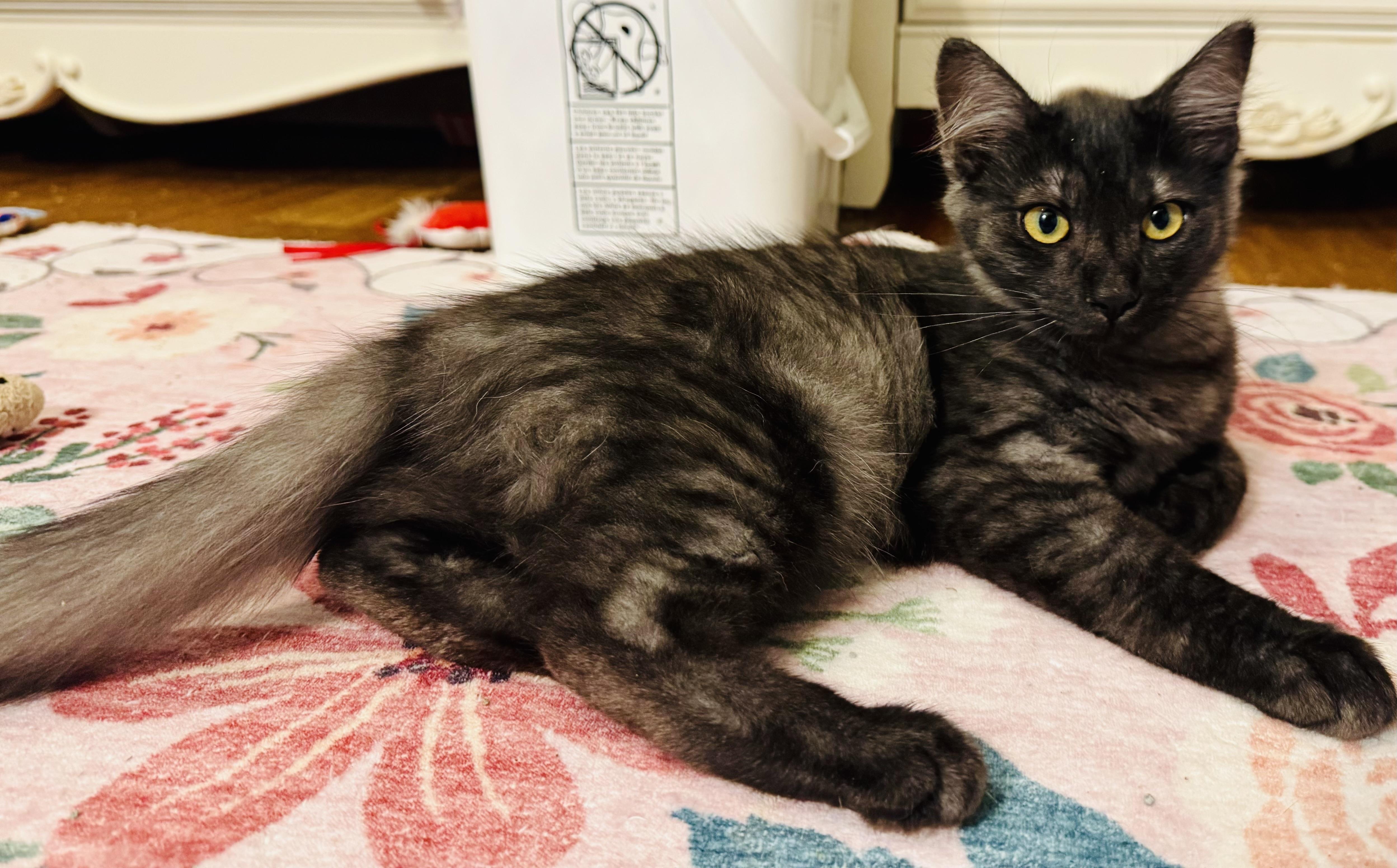 Miss Stoney, Adoptable, Kitten Female Domestic Short Hair.