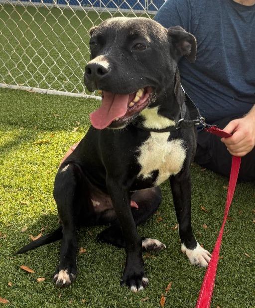 Enlarge Carl, a Adoptable mixed breed in Hartsville, SC image 1/5