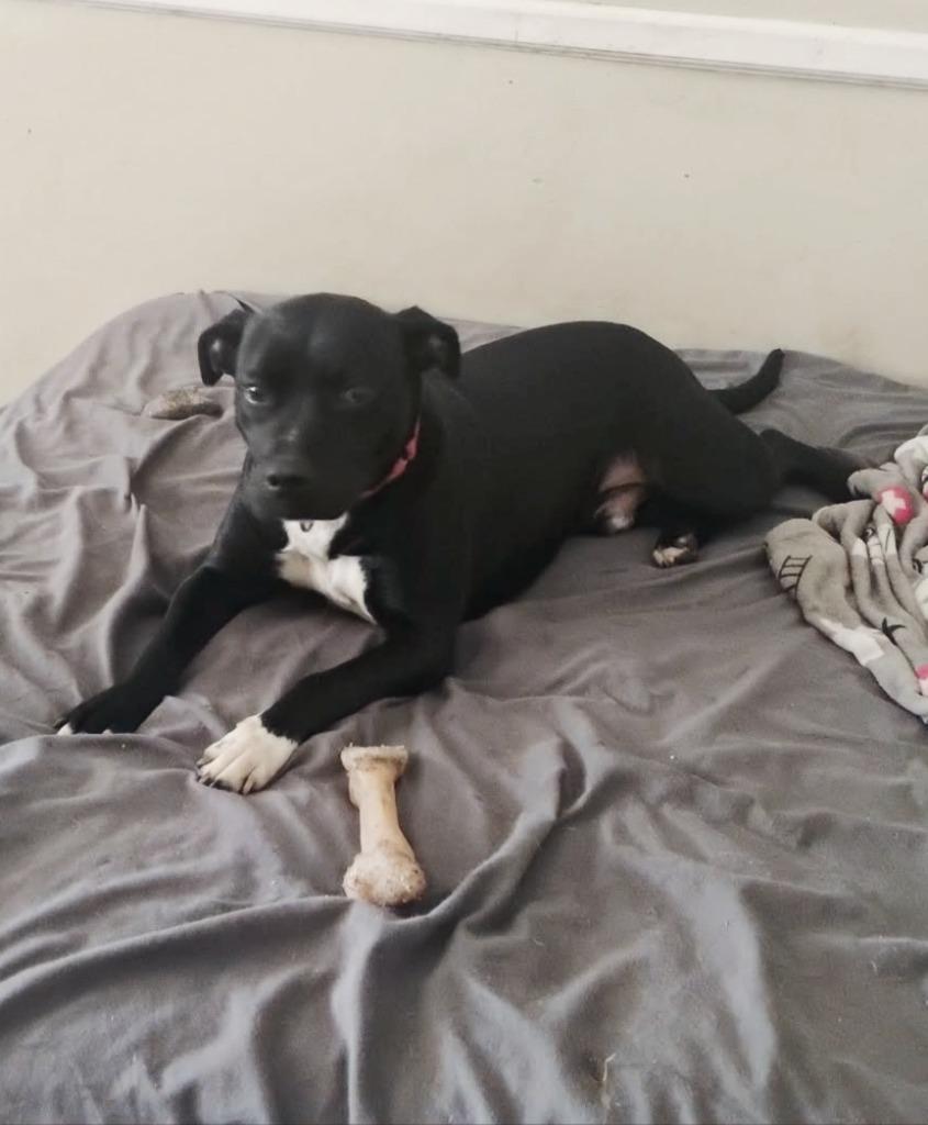 Carl, Adoptable, Young Male Terrier & Labrador Retriever.