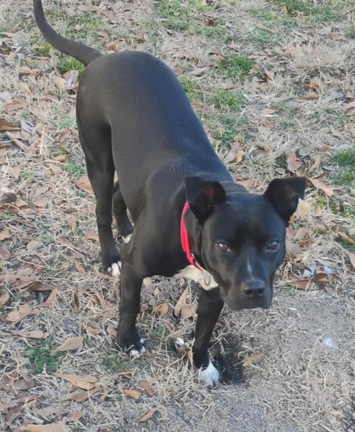 Carl, a Adoptable mixed breed in Hartsville, SC image 2/3