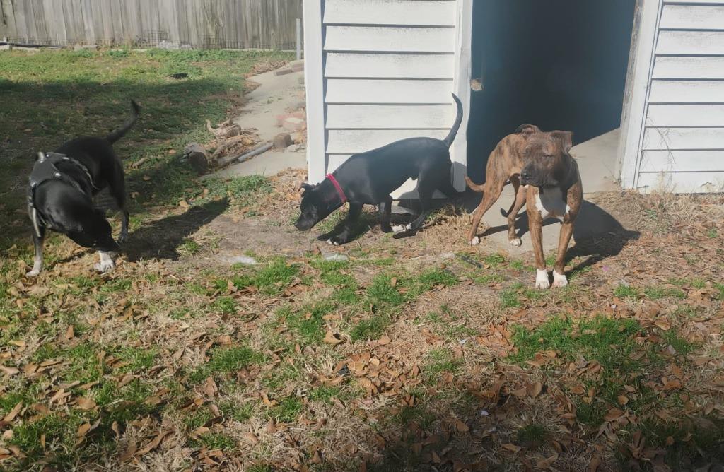 Carl, a Adoptable mixed breed in Hartsville, SC image 3/3