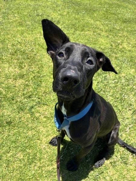 Enlarge Gia, a Adoptable mixed breed in El Cajon, CA image 1/1