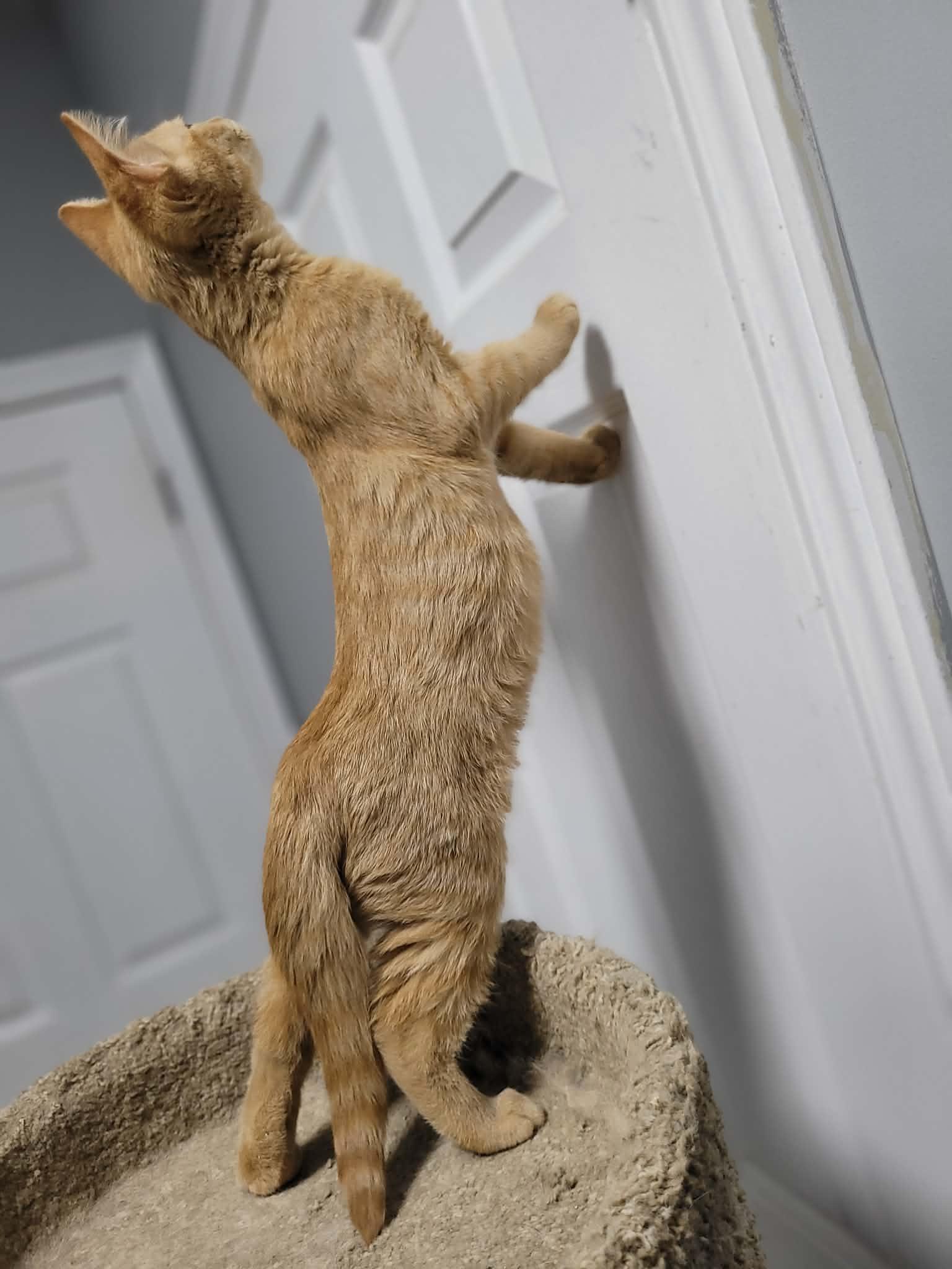 Enlarge Magdolyn, a Adoptable Domestic Short Hair in Shakespeare, ON image 4/4