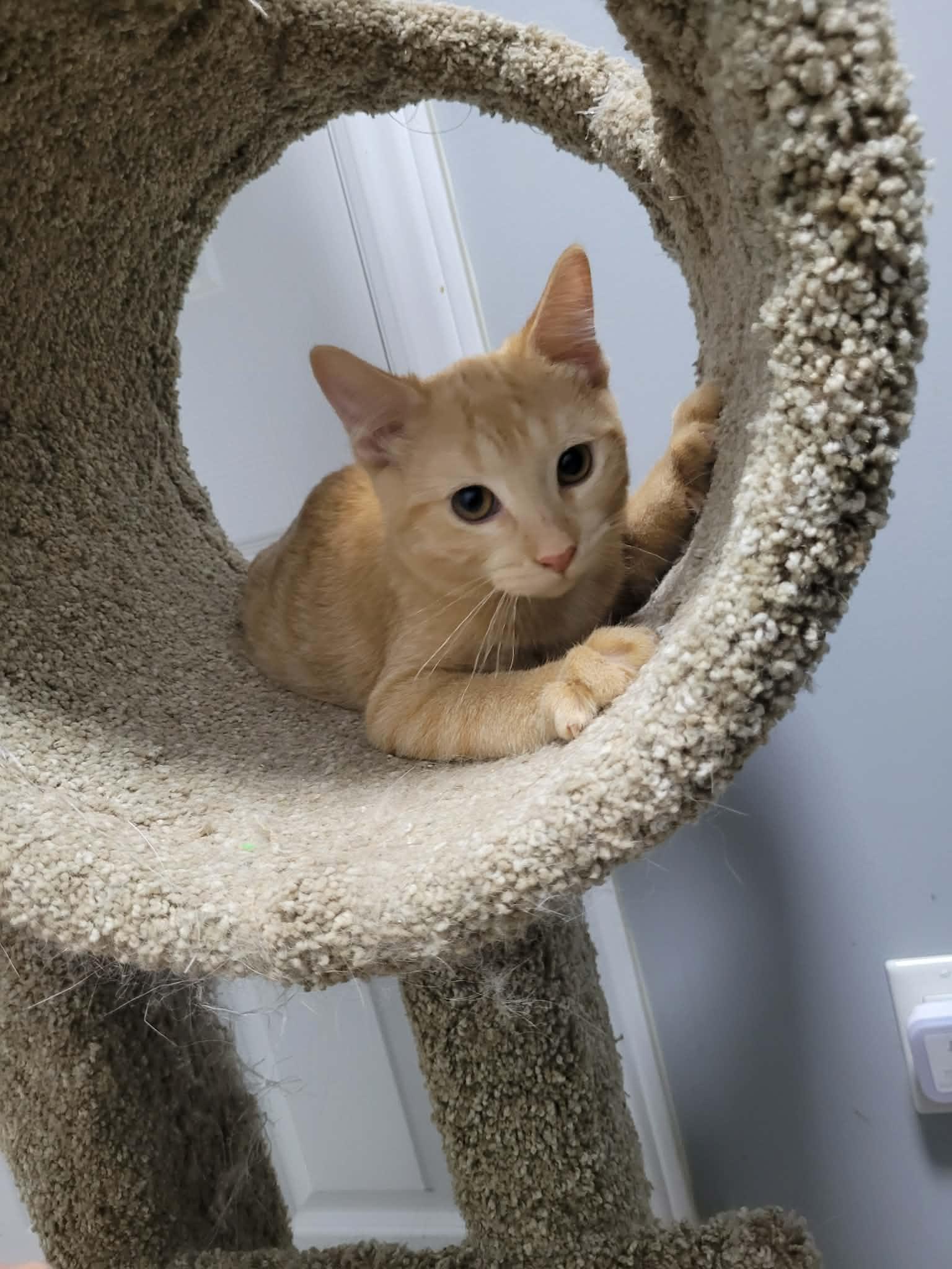 Enlarge Magdolyn, a Adoptable Domestic Short Hair in Shakespeare, ON image 3/4