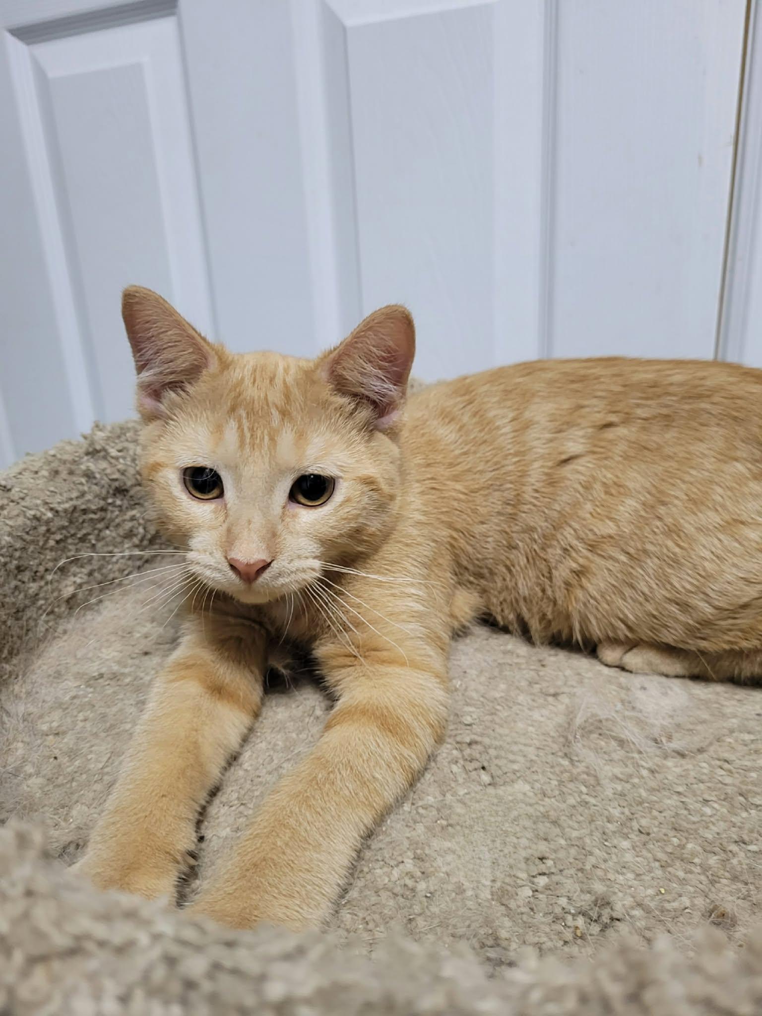 Enlarge Magdolyn, a Adoptable Domestic Short Hair in Shakespeare, ON image 2/4