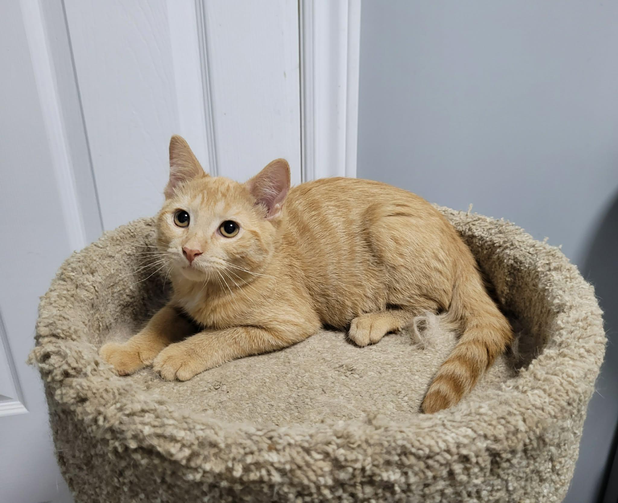 Magdolyn, Adoptable, Kitten Female Domestic Short Hair.