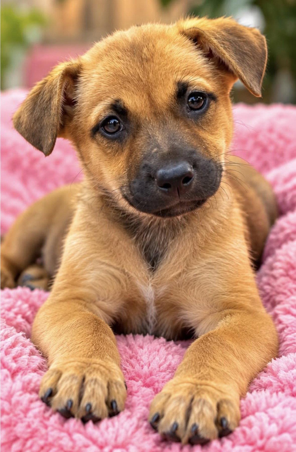 Enlarge SOPHIA, a Adopted Terrier in Margate, FL image 2/3