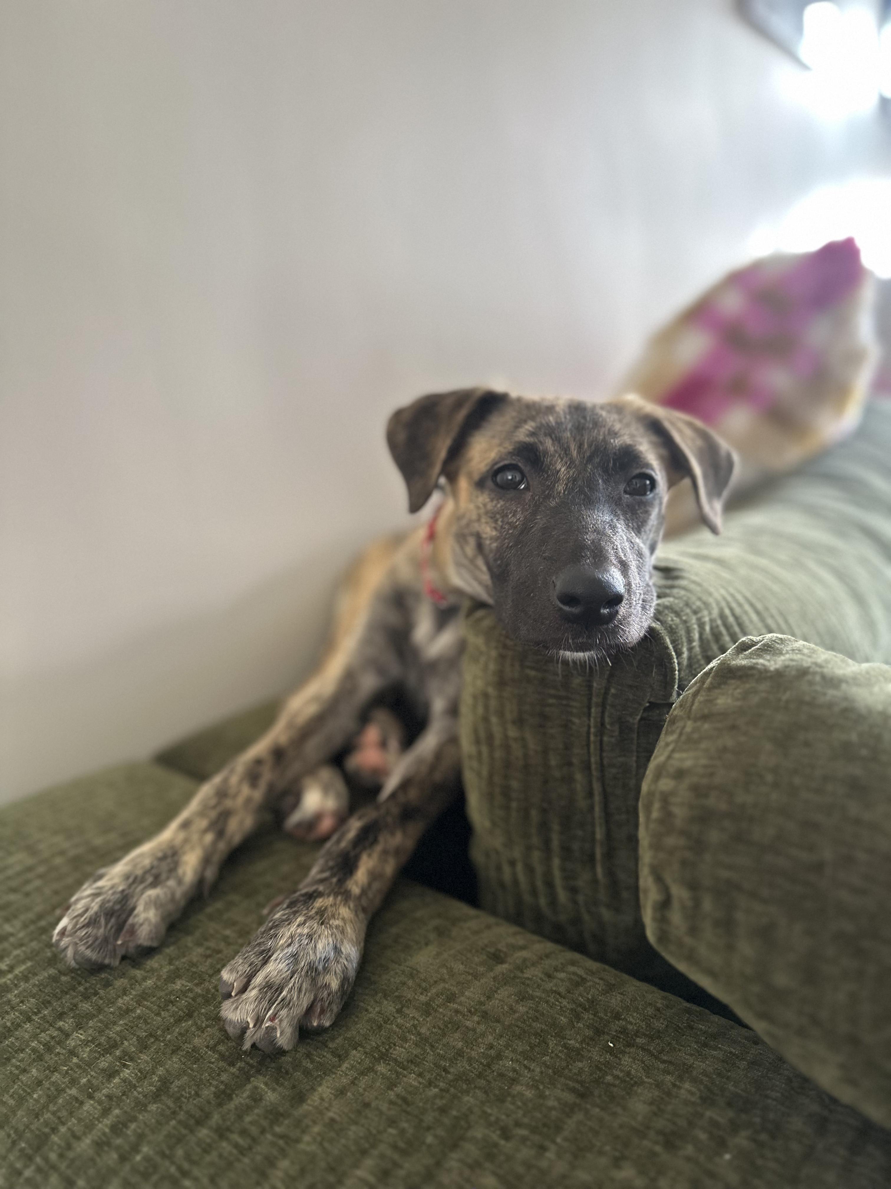 Enlarge Shira, a Adoptable mixed breed in Montrose, NY image 3/5