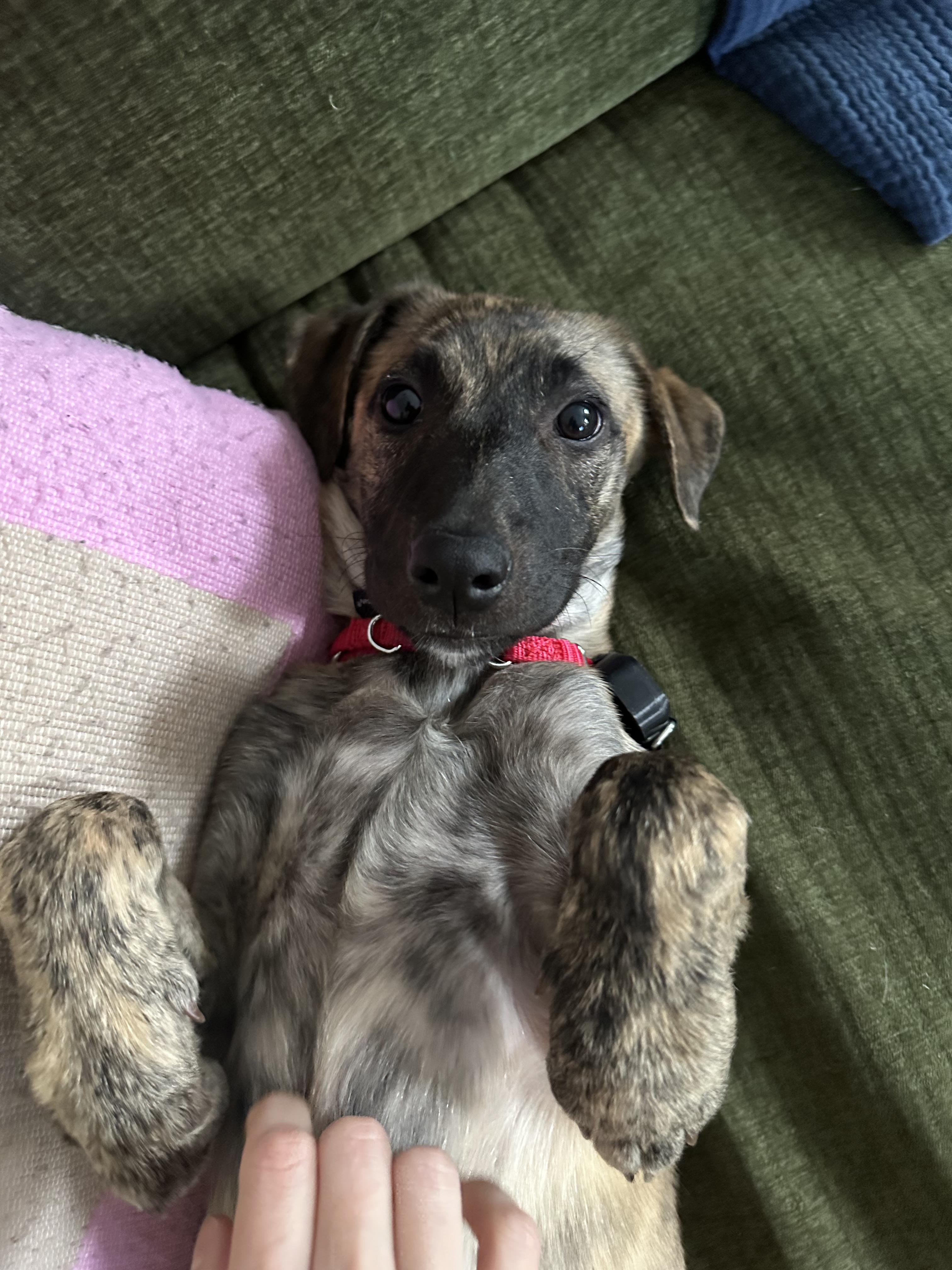 Enlarge Shira, a Adoptable mixed breed in Montrose, NY image 4/5