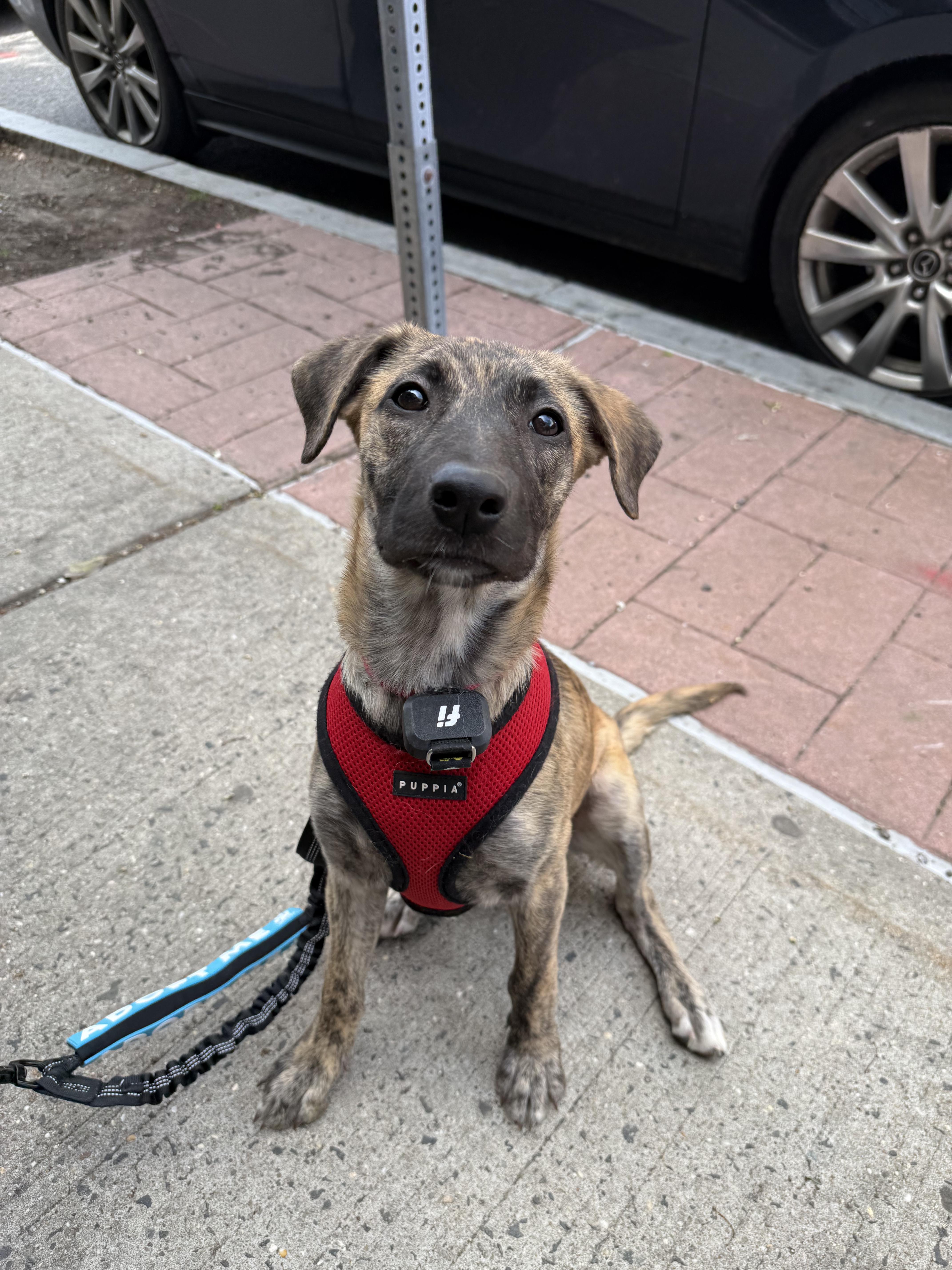 Shira, Adoptable, Puppy Female Mixed Breed.