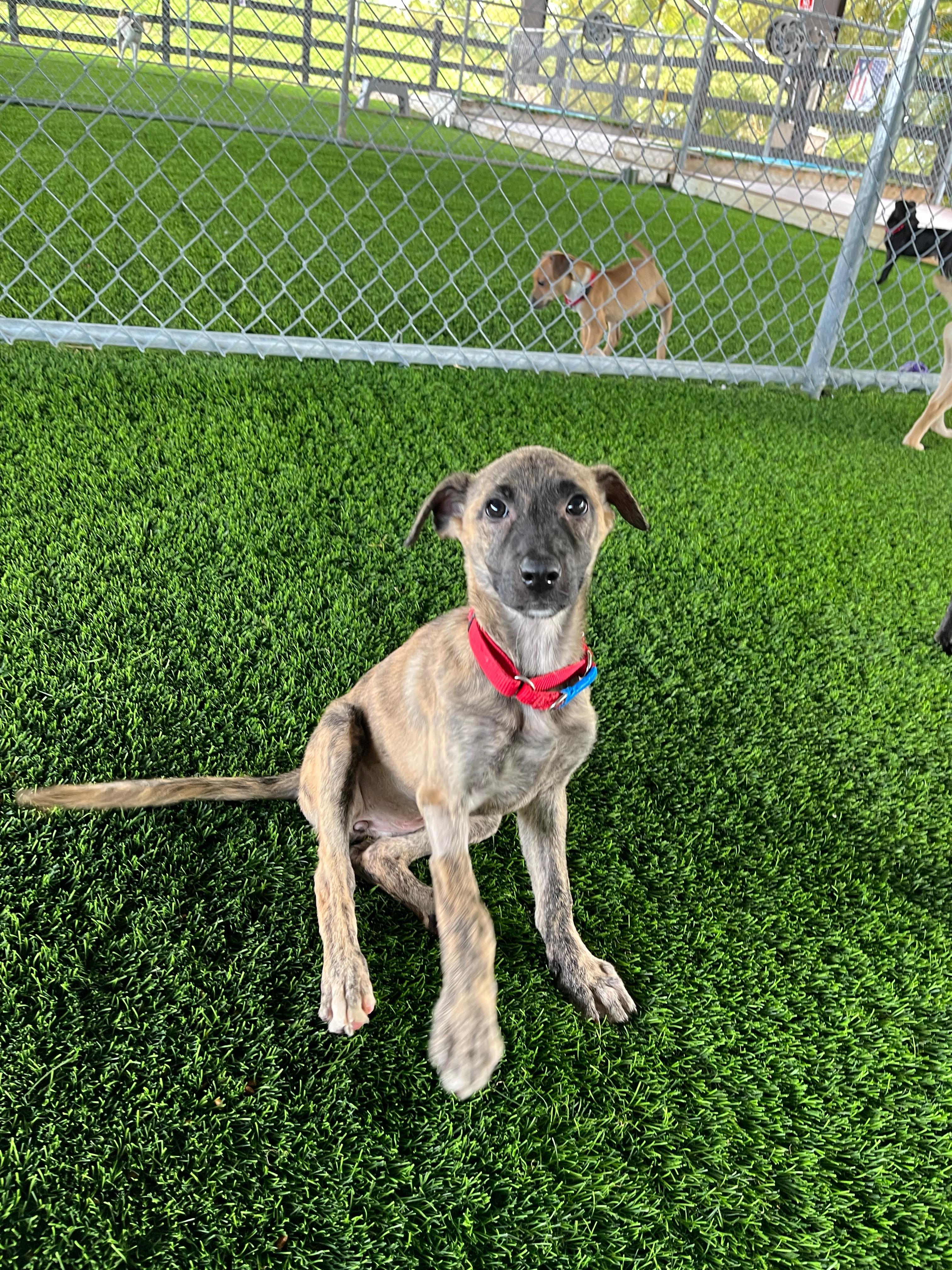 Enlarge Shira, a Adoptable mixed breed in Montrose, NY image 4/4