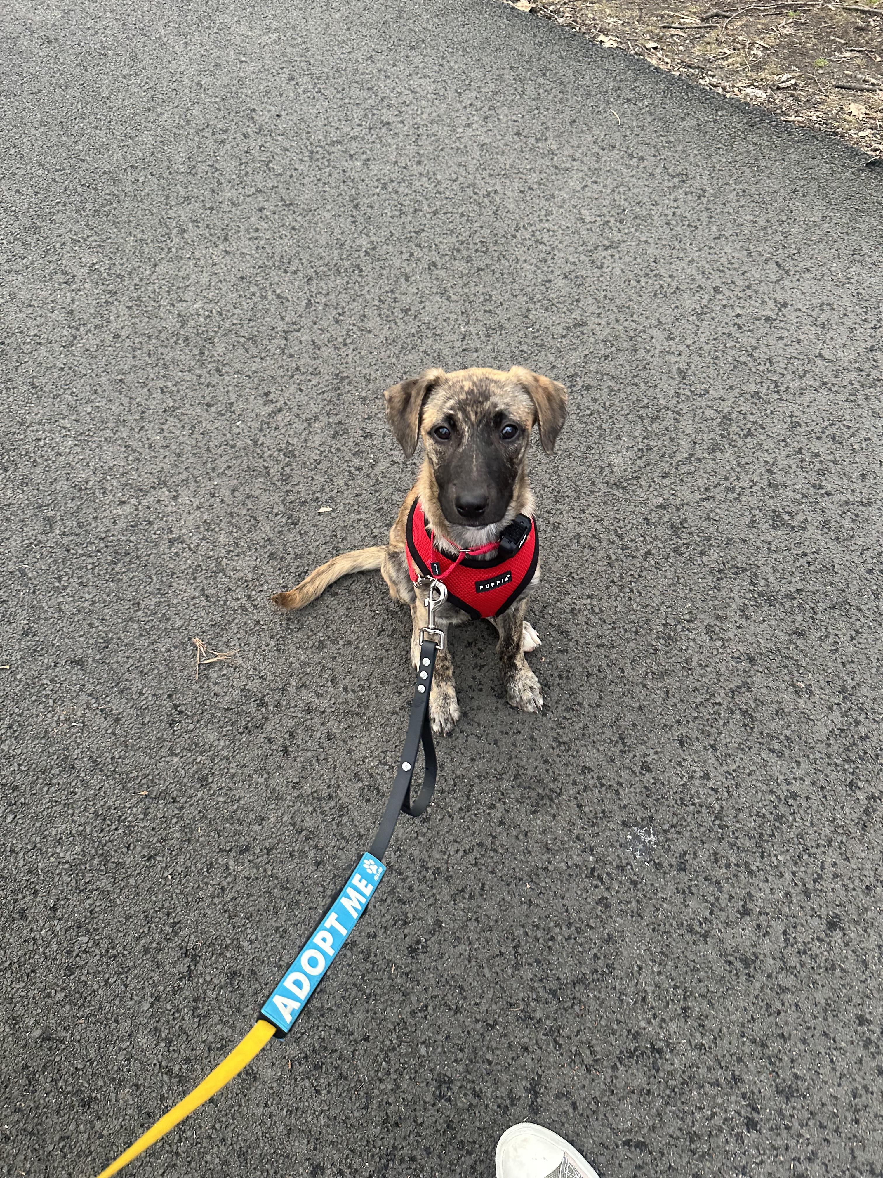 Enlarge Shira, a Adoptable mixed breed in Montrose, NY image 2/5