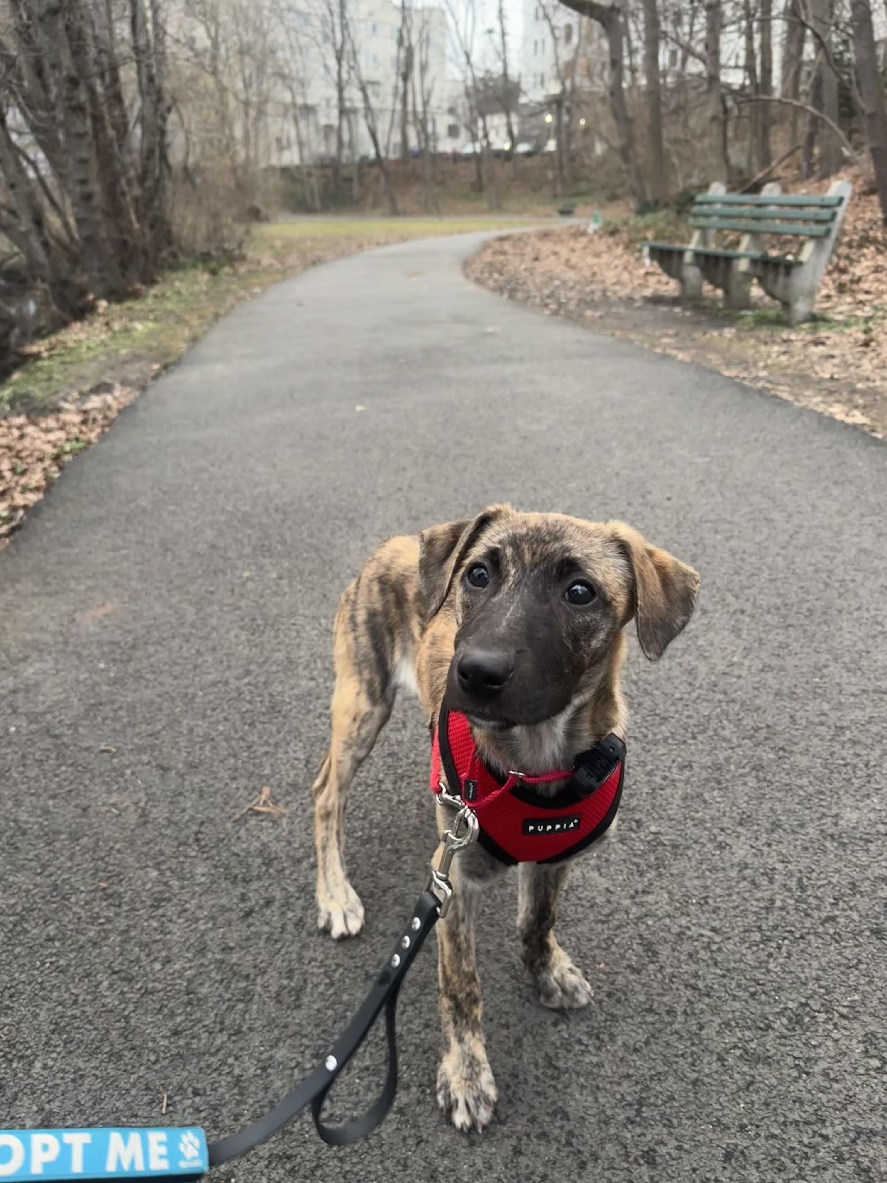 Enlarge Shira, a Adoptable mixed breed in Montrose, NY image 5/5