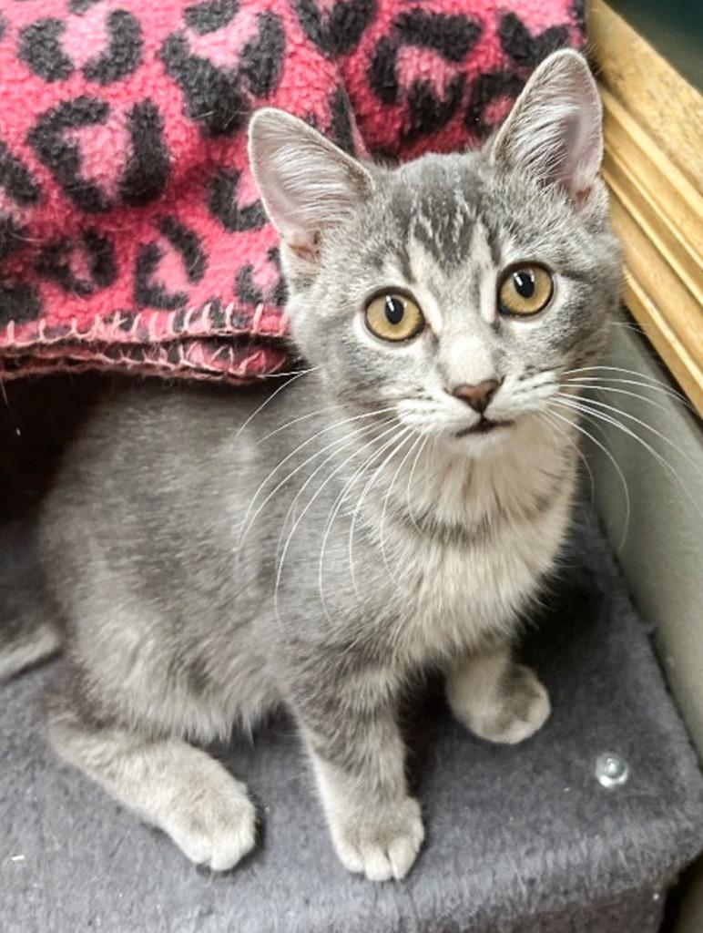 Colby, Adopted, Young Female Domestic Short Hair.