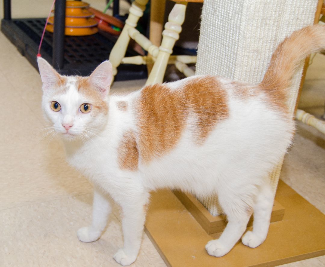 Benny, a Adoptable Domestic Short Hair in Myrtle Beach, SC image 1/8