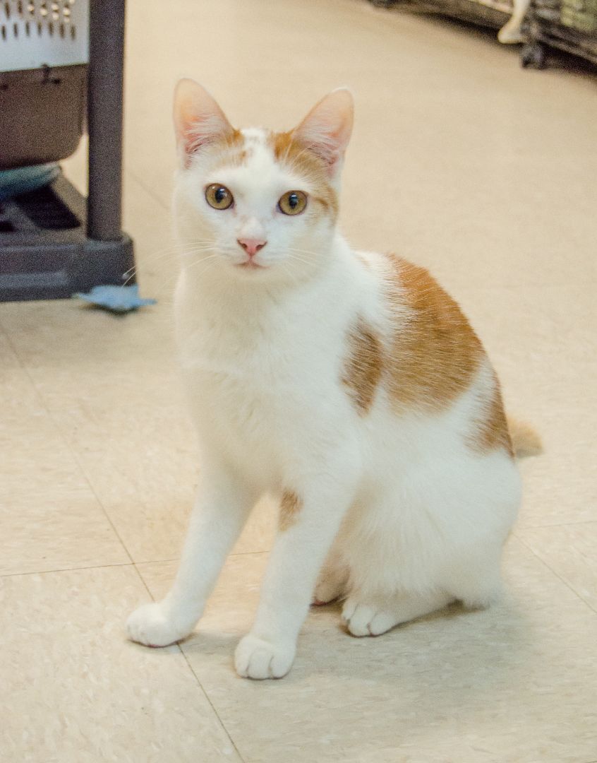 Benny, a Adoptable Domestic Short Hair in Myrtle Beach, SC image 2/8