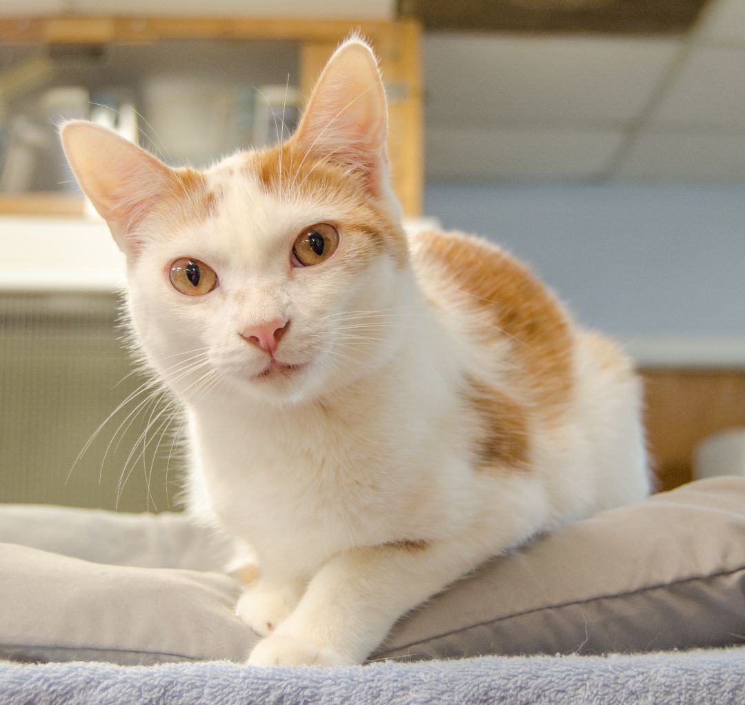 Benny, a Adoptable Domestic Short Hair in Myrtle Beach, SC image 4/8