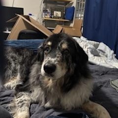 Gunner photo 3