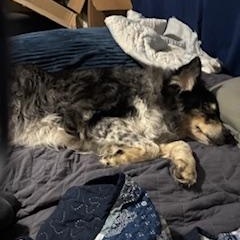 Gunner photo 4