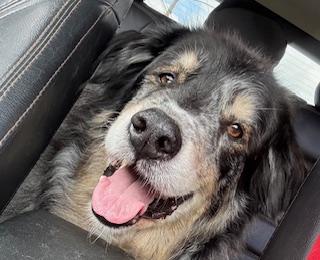 Gunner photo 5