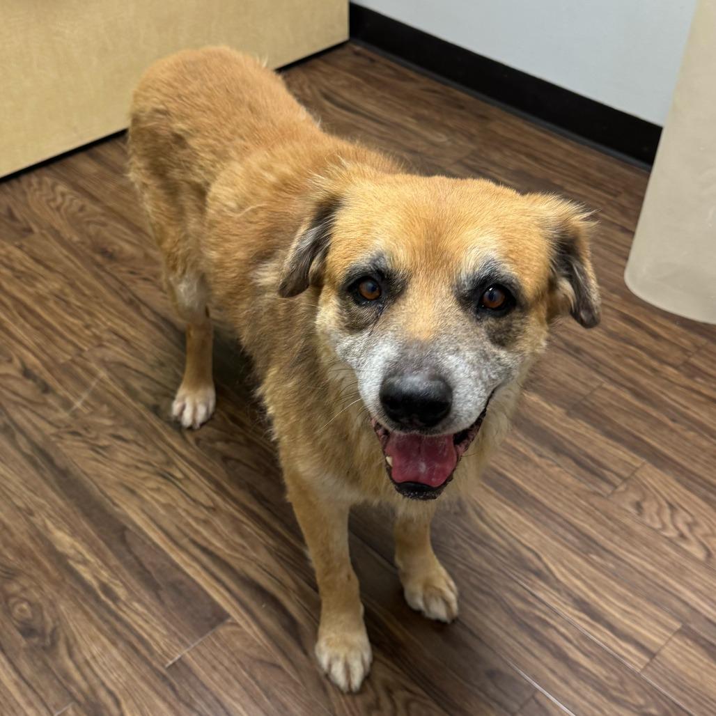 Quinn, Adoptable, Senior Male Mixed Breed.