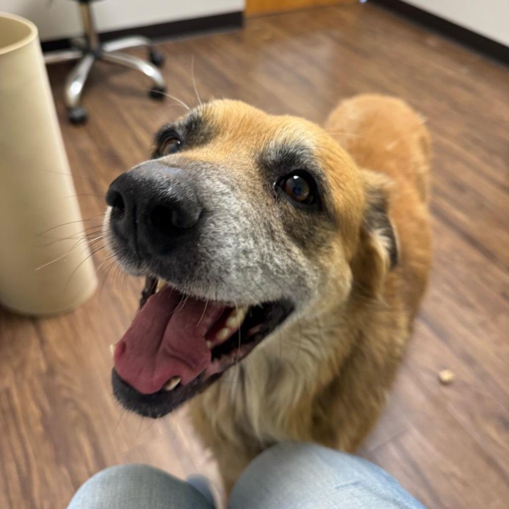 Enlarge Quinn, a Adoptable Mixed Breed in Dallas, TX image 2/3