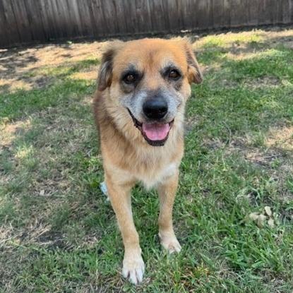 Enlarge Quinn, a Adoptable Mixed Breed in Dallas, TX image 3/3