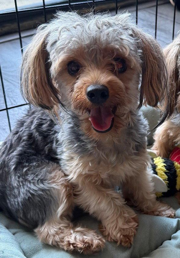 Poppy, Adopted, Puppy Female Yorkshire Terrier.